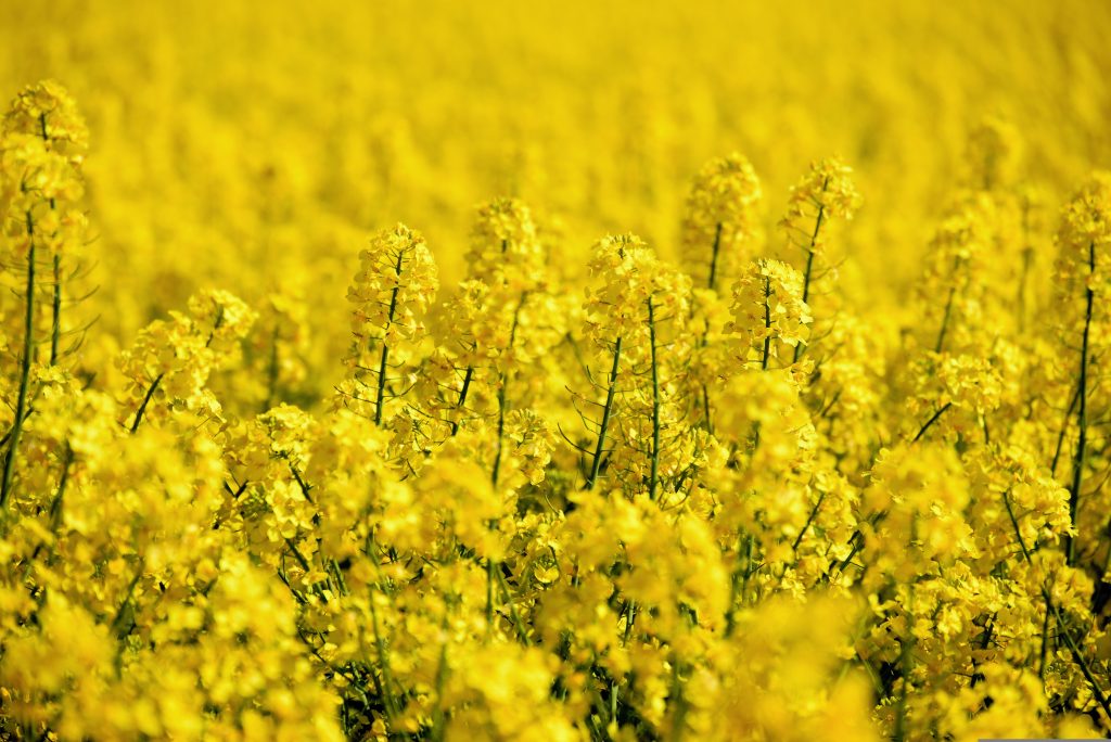 oilseed-rape-5098369